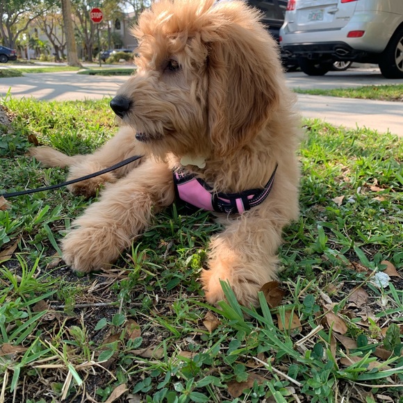 🏅POSH AMBASSADOR LIXURYBAGREHAB 🏅 - Picture 13 of 16